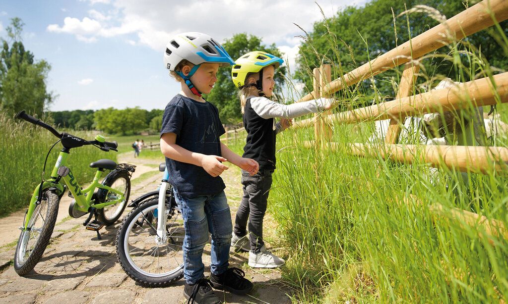 zwei Kinder stehen an einem Zaun einer Kuh-Weide und halten einer Kuh Grasbüschel hin, neben ihnen stehen abgestellte Fahrräder
